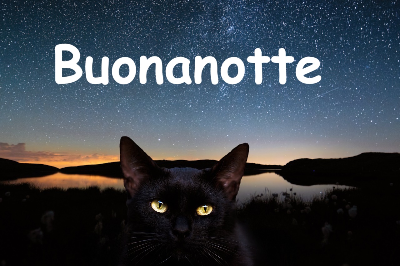 un gatto nero sotto il cielo stellato 